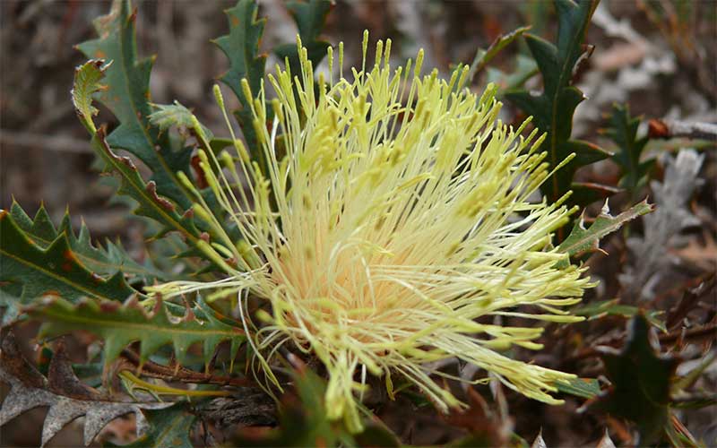 Bush Flower Essences in Newcastle and Nelson Bay NSW